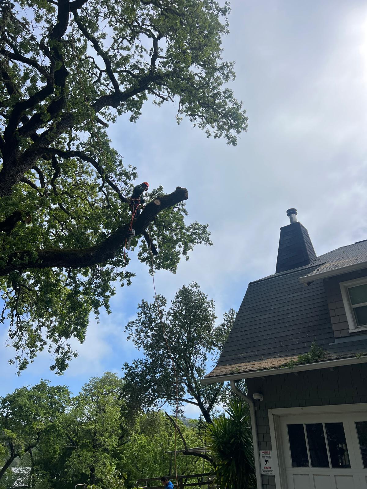 Lucatero Tree Services Image